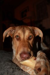 Animal Dog Chewing Bone Canine Chewing Bone Pup