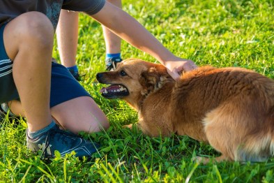 barn klapper hund truende