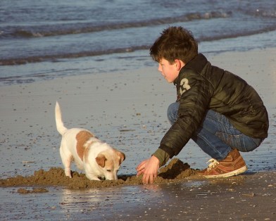 Sea Dog Play Beach Boy