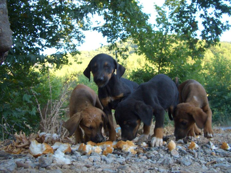 Feeding_puppy_dogs