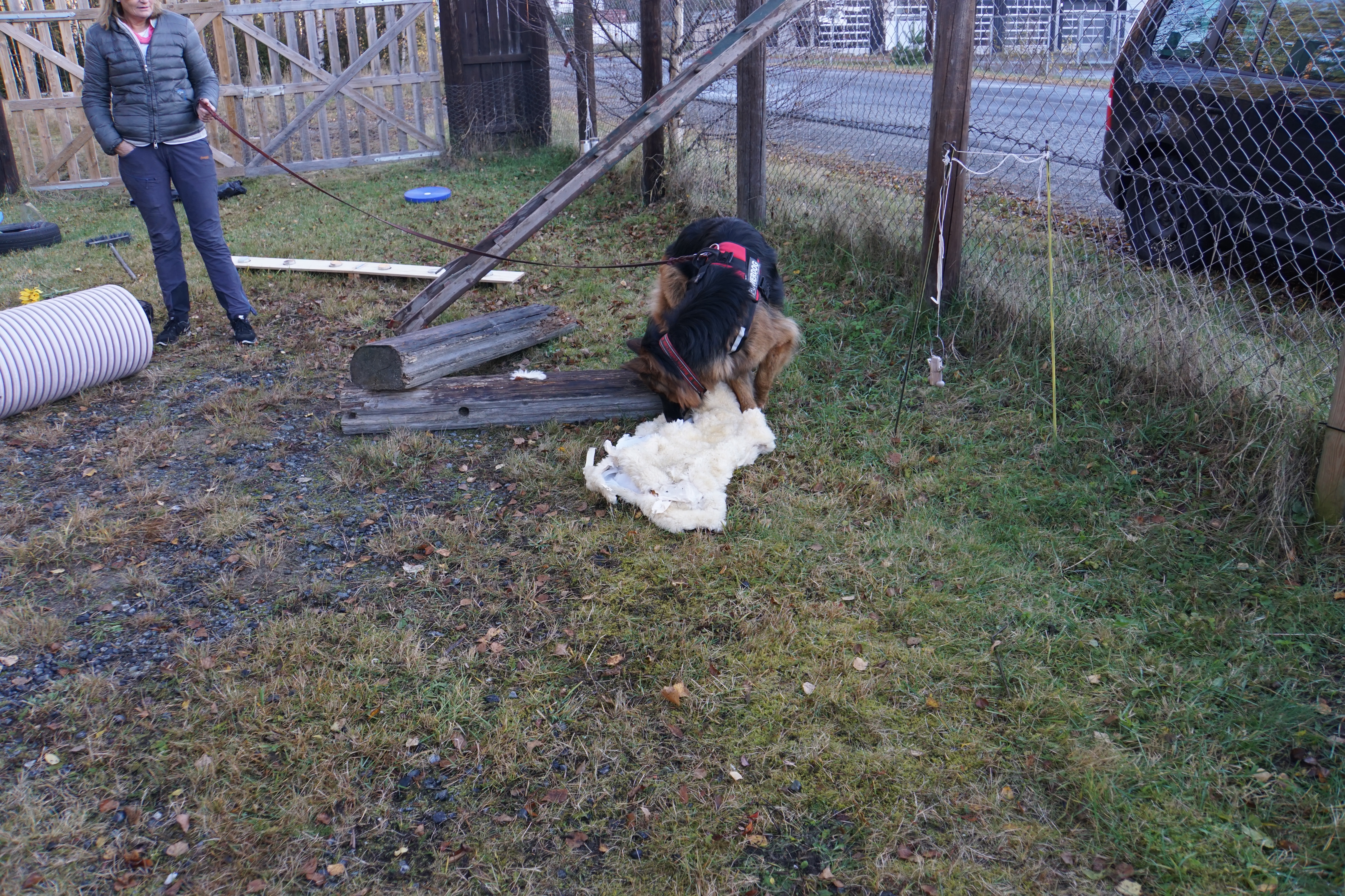 hundekurs 24-25.10.15 007