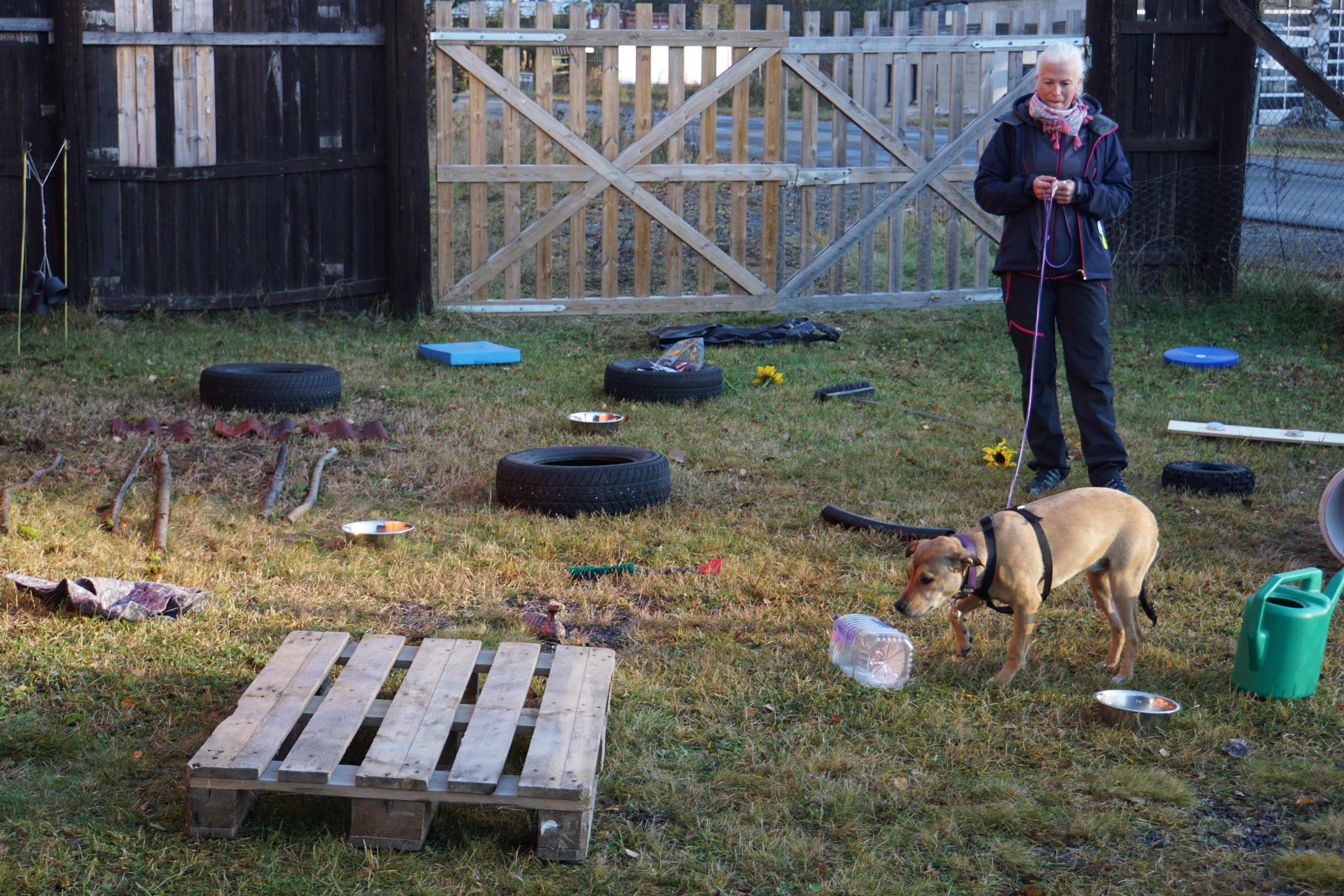 hundekurs 24-25.10.15 024