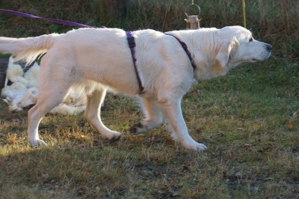 hundekurs 24-25.10.15 056