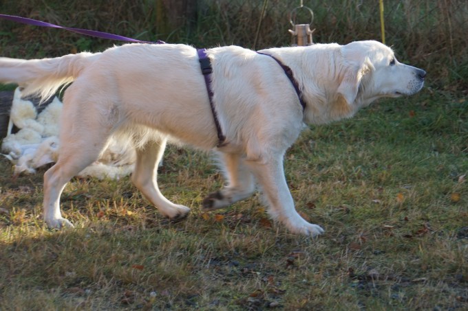 hundekurs 24-25.10.15 056