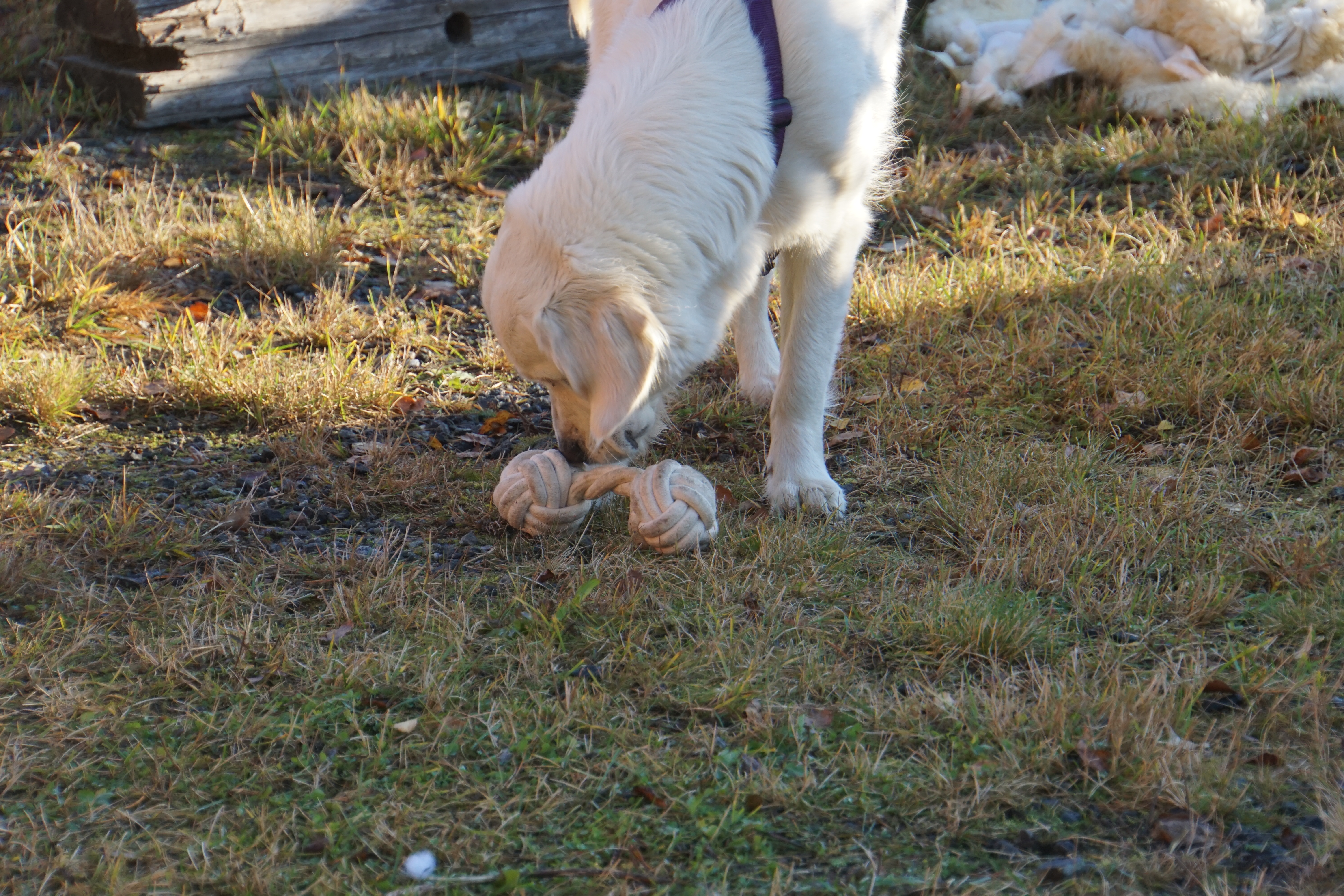 hundekurs 24-25.10.15 059