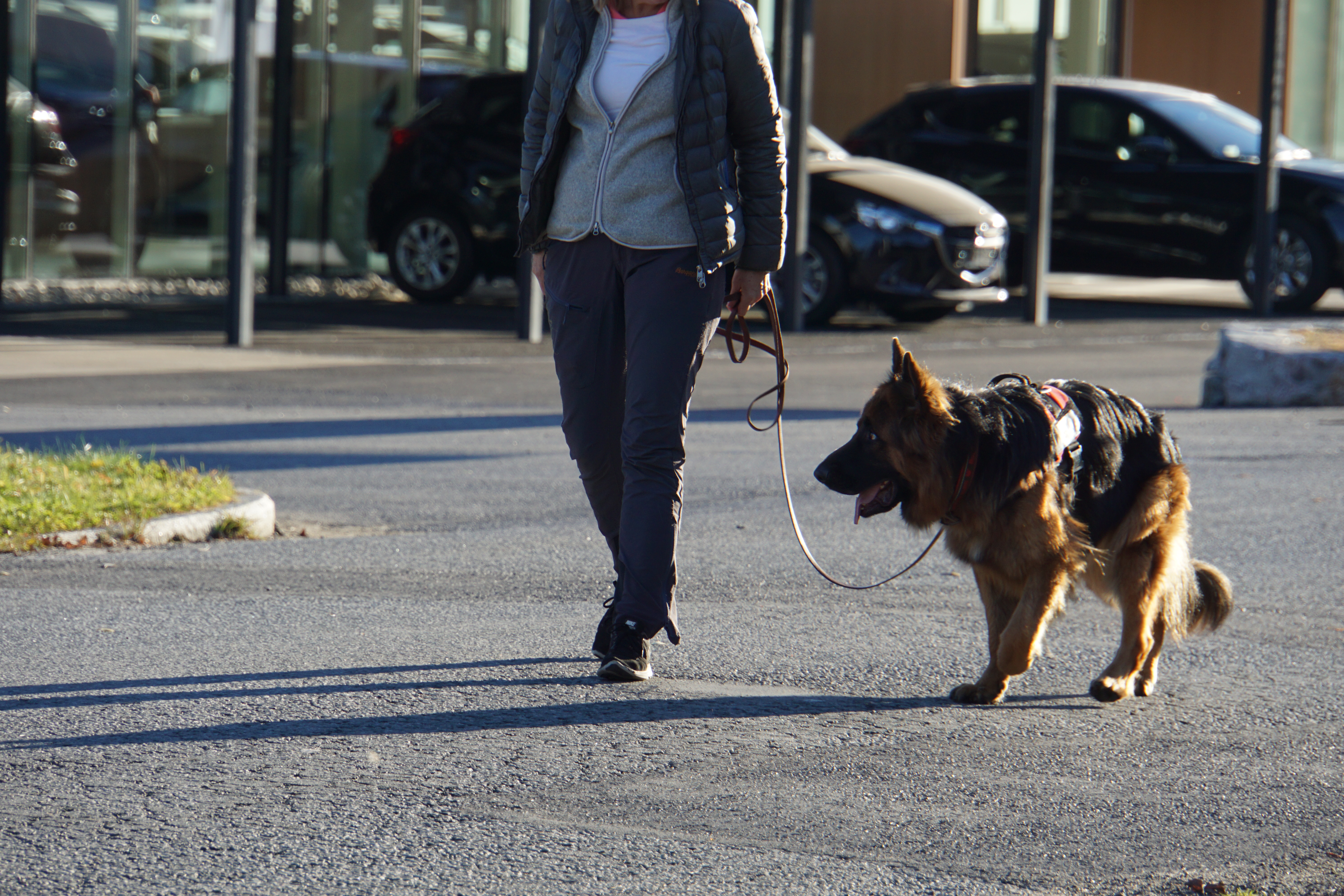 hundetrening i kongsberg 27.10.15 016