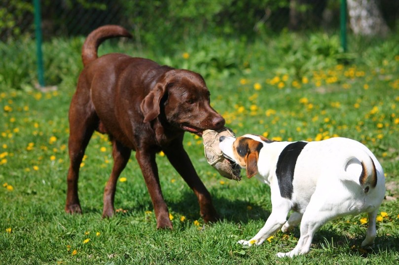 Pet Retriever Labrador Animal Dog Summer Park