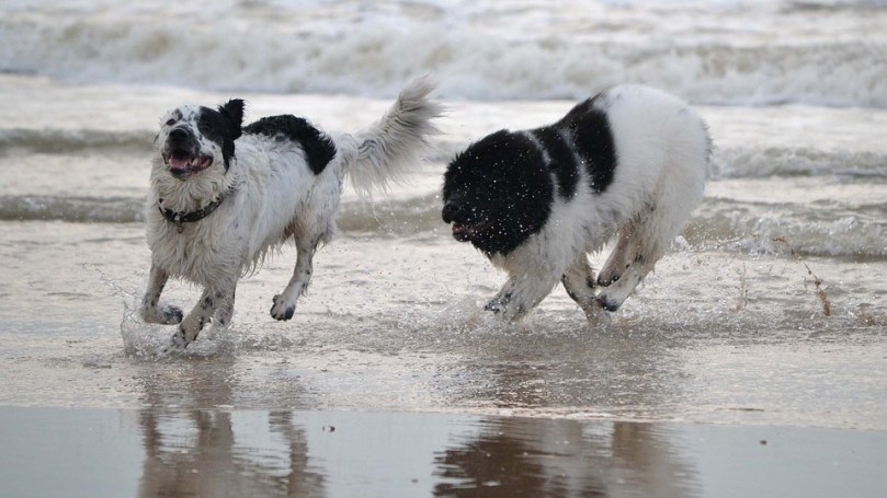 Sea Play Newfie Newfoundland Dogs Dog Beach