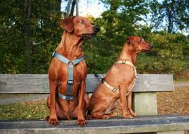 to-hunder-med-sele-sittende