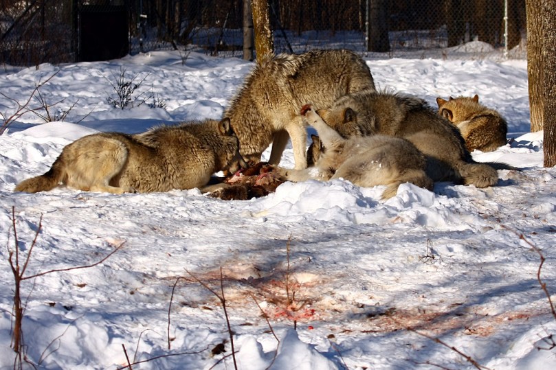 volves eating